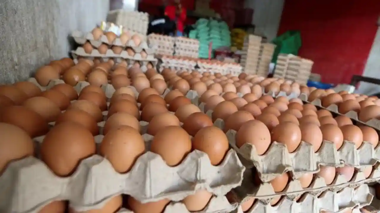 Harga Telur Sepapan Gred A Sampai Gred D Terkini