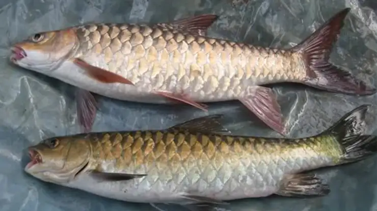 Harga Ikan Kelah Sekilo di Malaysia Terkini