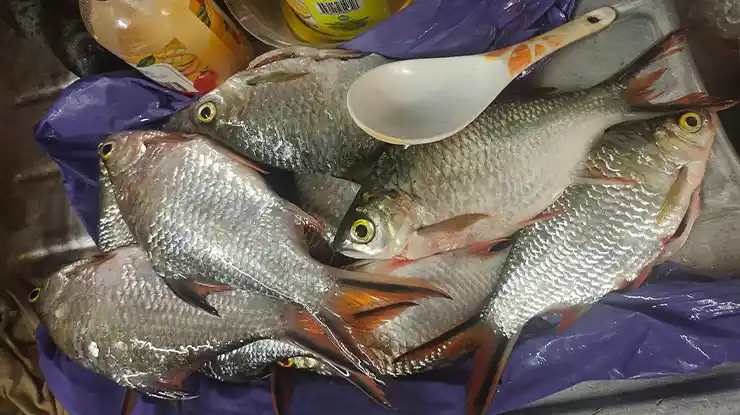 Harga Ikan Sebarau Terkini di Malaysia