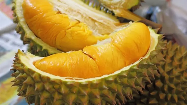 Harga Musang King Sekilo Malaysia Terkini